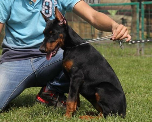杜宾犬的习性有哪些,杜宾犬的日常生活