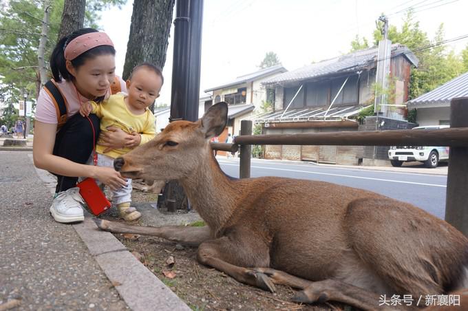 带娃去日本一周自由行,带四岁孩子去日本穷游攻略