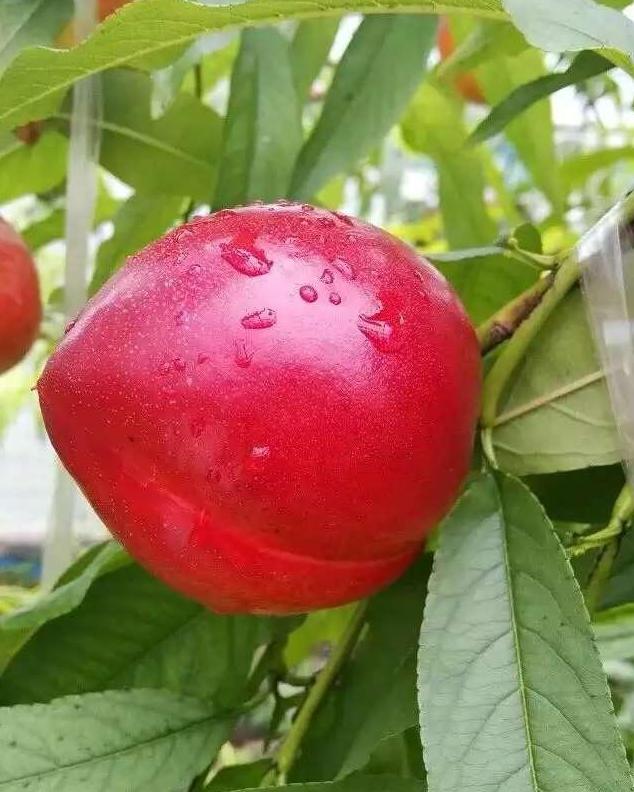 温室油桃,大棚油桃的简介