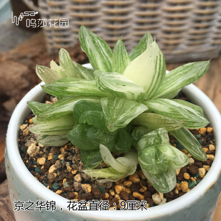 十二卷为什么越养越害怕,十二卷养好了很难烂根