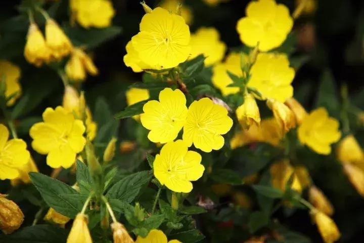 月见草测试,月见草的好坏