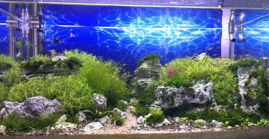 纯净水养草缸,怎么让生态缸的水更清