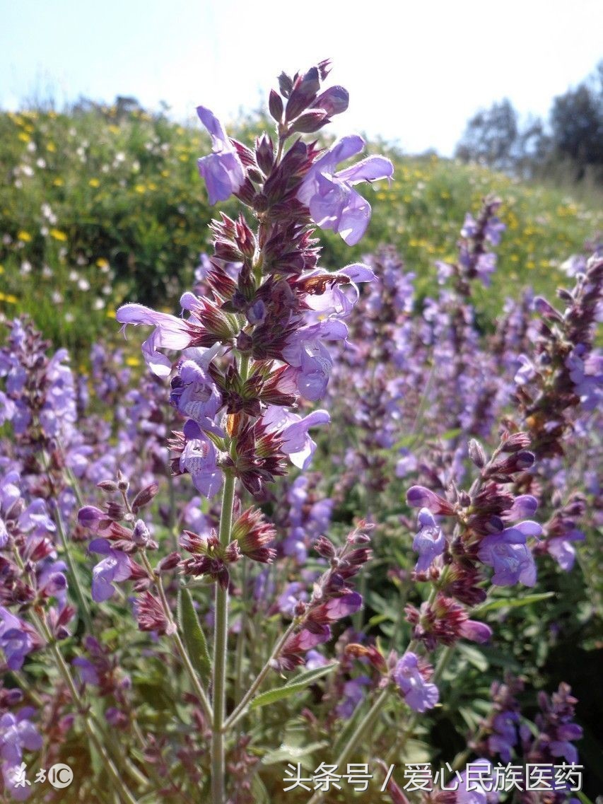 治疗冠心病中成药也是不错的选择