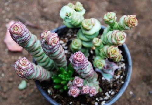 最旺财的三种花草,旺财助运的花