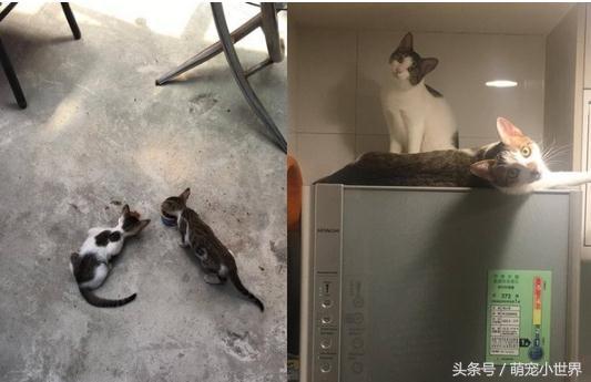猫皇地板动作开上锁的衣柜怎么都打不开，奴才：嘿嘿！没辄了吧