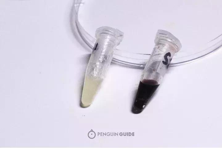 蓝鳍金枪鱼品质鉴别,真假蓝鳍金枪鱼