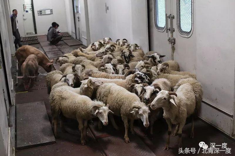 全中国最便宜的火车：票价2元起22年未涨，山羊和鸡群都能上车