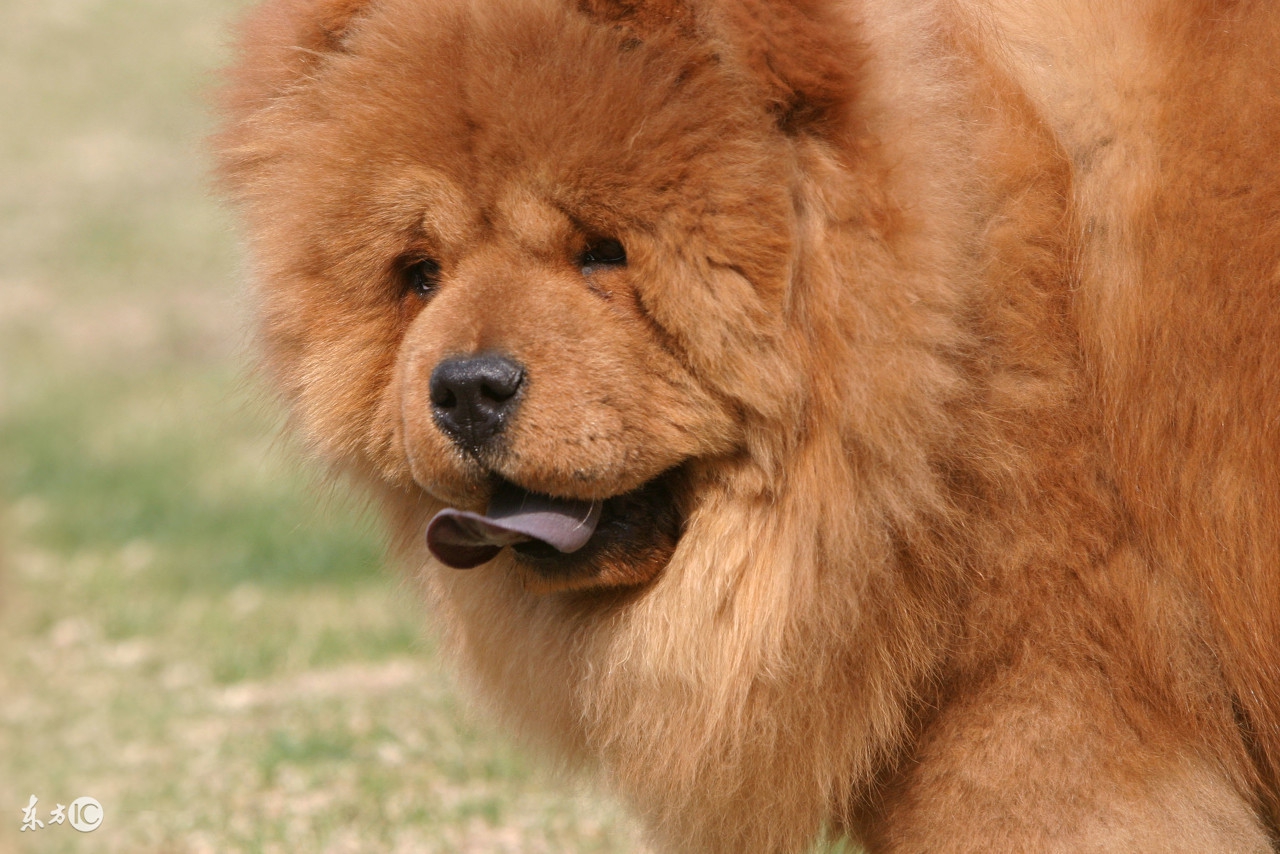 松狮犬属于什么类型的犬,松狮犬是什么类型的狗狗