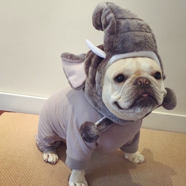 法国斗牛犬怎么护理皮肤,法国斗牛犬冬天要穿衣服吗