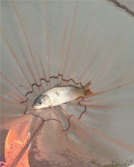 最后几天在玉林，别人掐鱼我练杆