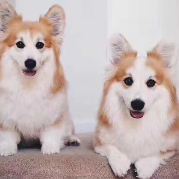 柯基犬怎么样美容养护,柯基犬晚上放哪睡