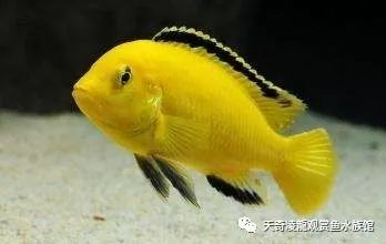 适合和三湖慈鲷混养的底栖鱼,三湖慈鲷鱼喜欢底砂和岩石