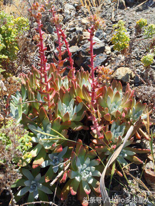 加州多肉,当花痴遇见多肉