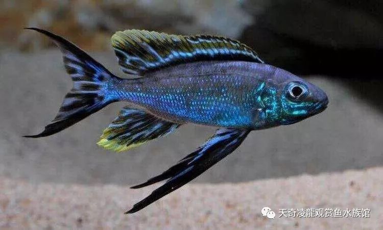 适合和三湖慈鲷混养的底栖鱼,三湖慈鲷鱼喜欢底砂和岩石