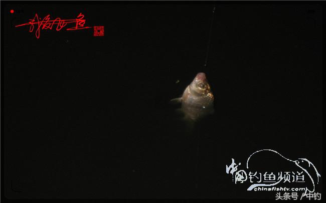 狂拉大板鲫的快乐,狂拉小鲫鱼钓鱼视频