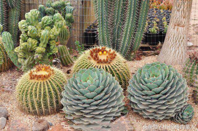 加州多肉,当花痴遇见多肉