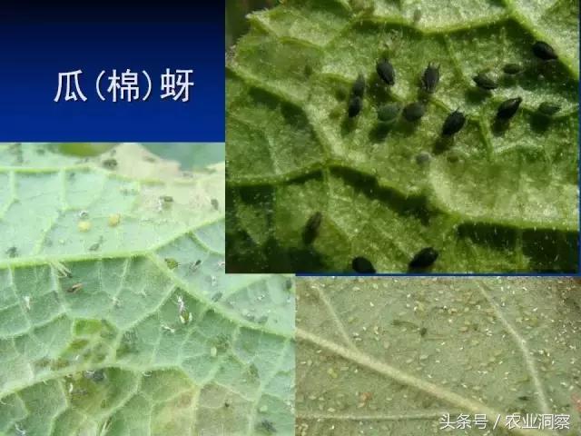 大田害虫防治方法有哪些,地下害虫图谱大全及防治