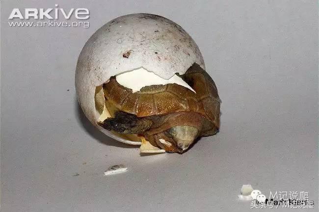 缅甸陆龟繁殖要什么环境,缅甸陆龟适合什么环境