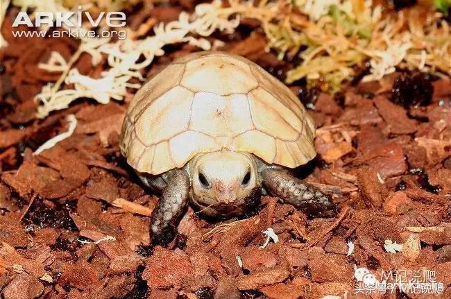 缅甸陆龟繁殖要什么环境,缅甸陆龟适合什么环境