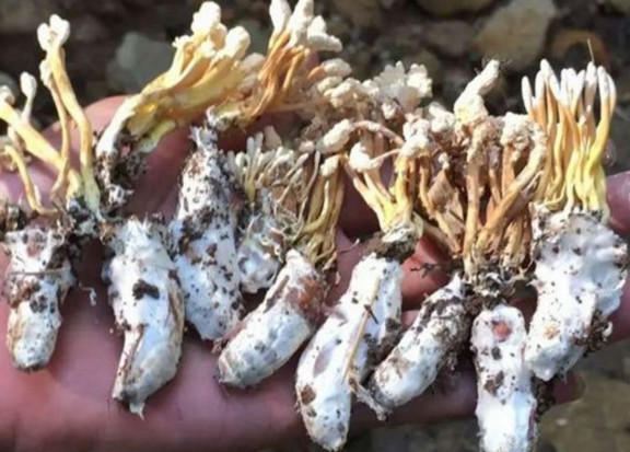 山里这些好吃又难寻的“野味”你认识几种?其中有种像珍珠