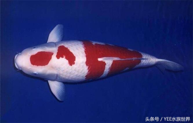 鱼缸里也有“黄金屋”,说不定哪天你会培育出稀有品种!