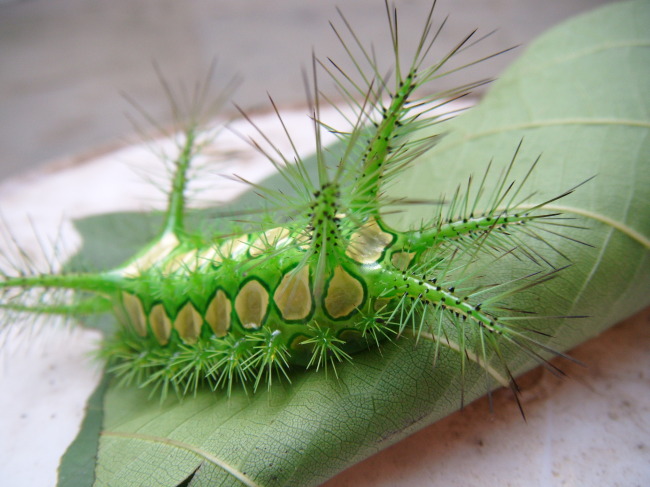 让农民闻风丧胆的五大毒物，被咬一口或将丧命，见到赶紧跑！