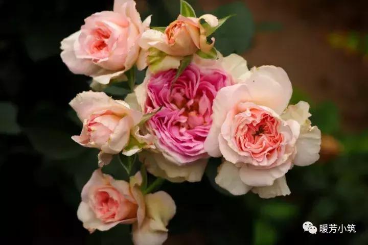 什么？你说欧月中还有日本月季？