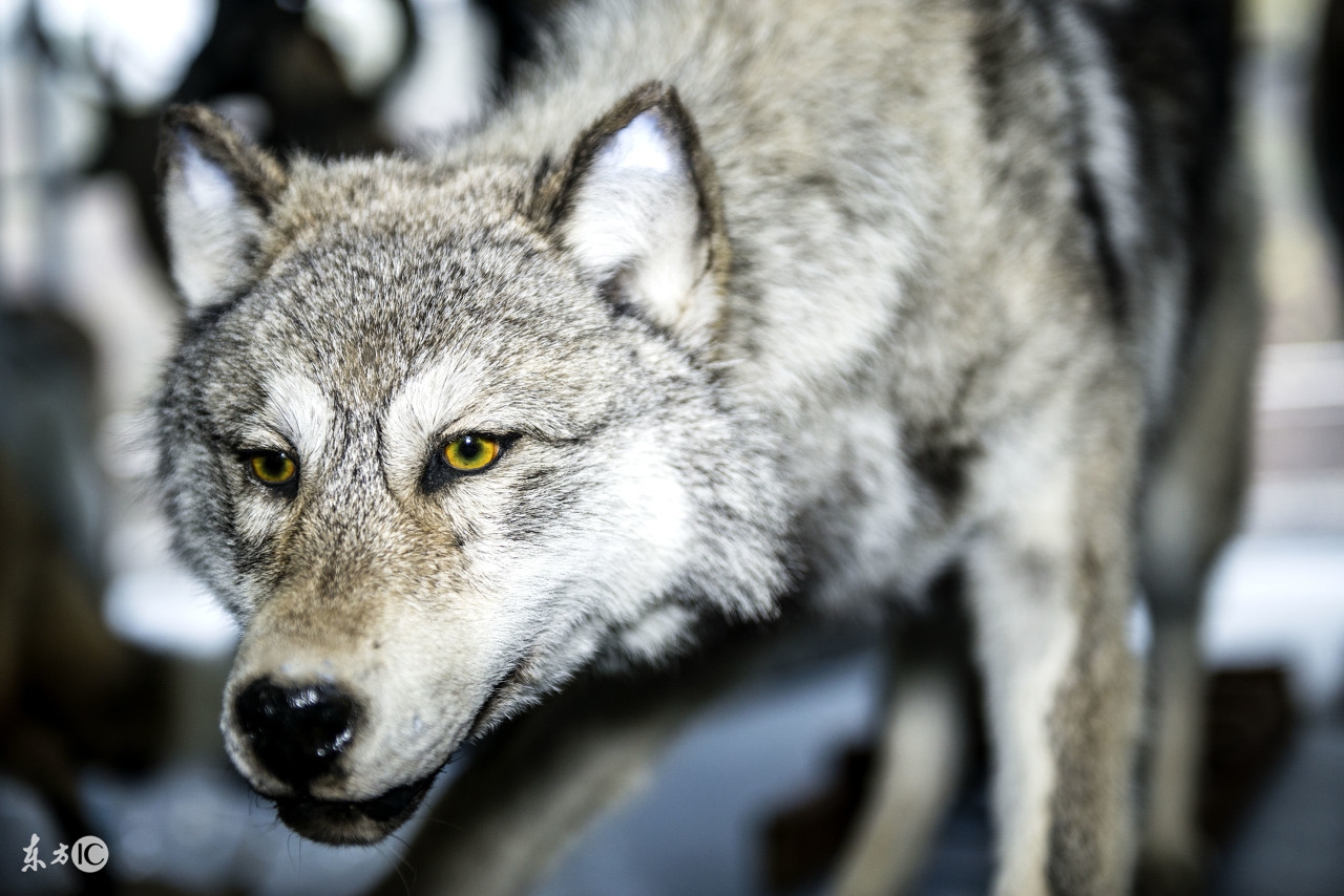 哪些职业会被人工智能取代,职业被人工智能取代概率