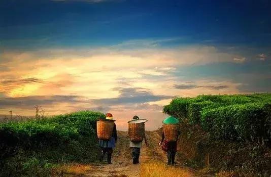 农村经济赛道上，阿里京东网易们谁更能成为未来农业的引领者？