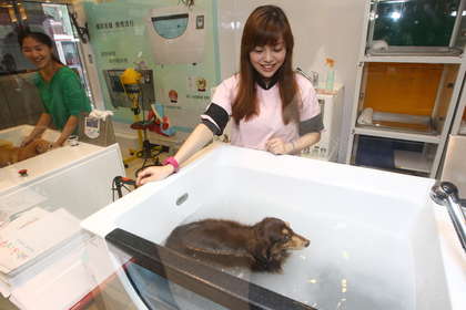 最奢华的宠物,带你看看宠物的奢侈生活