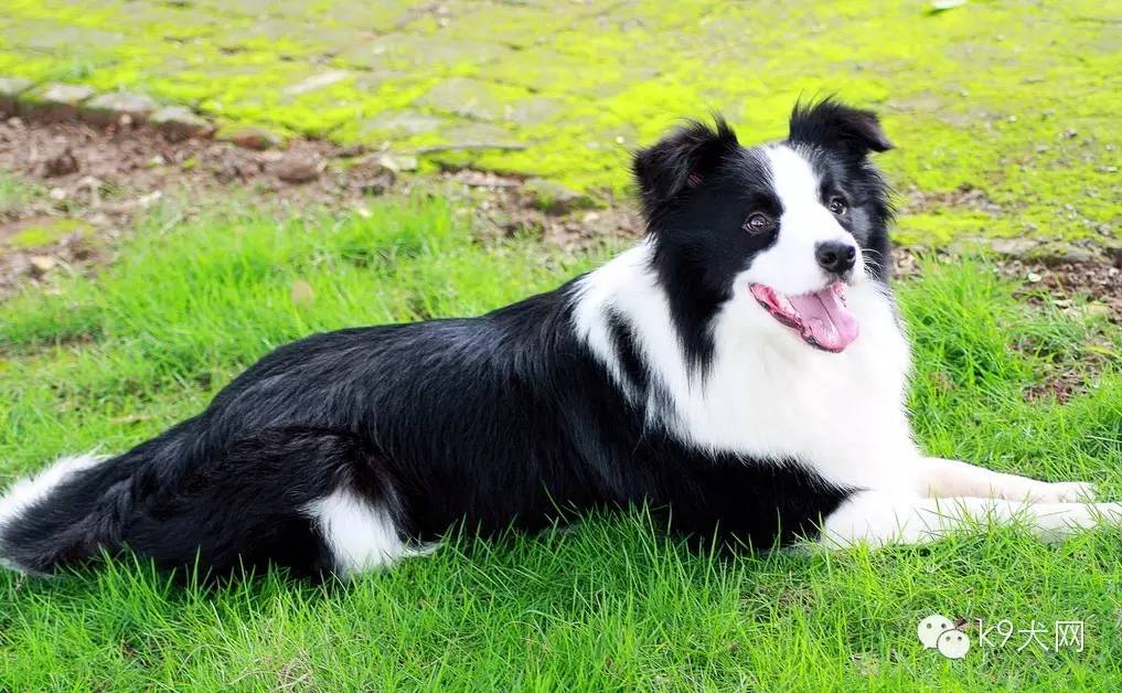 k9大剧透——狗狗抽搐的12种原因