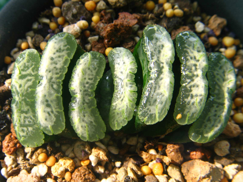 如果你能拥有任何一样东西,如果你能够拥有一栋别墅