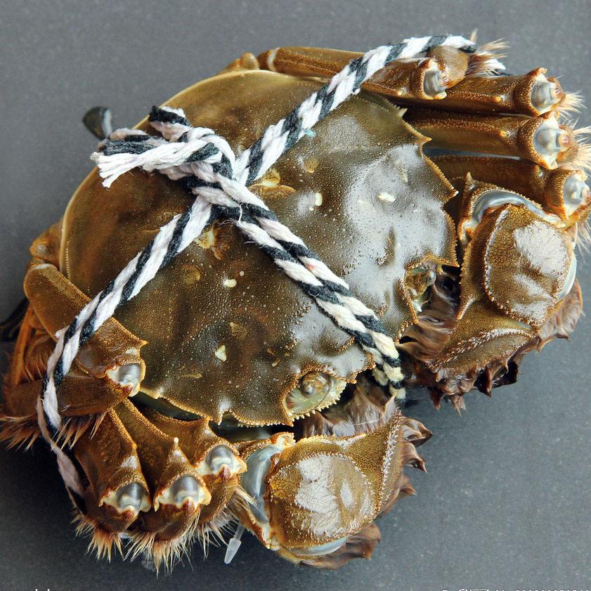 大闸蟹要用什么东西绑比较好,大闸蟹的正确绑法