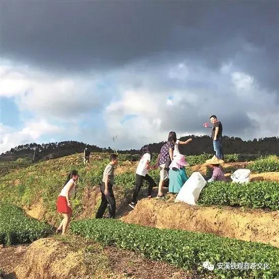 安溪铁观音永不被超越的经典茶,安溪铁观音今年秋茶最新消息