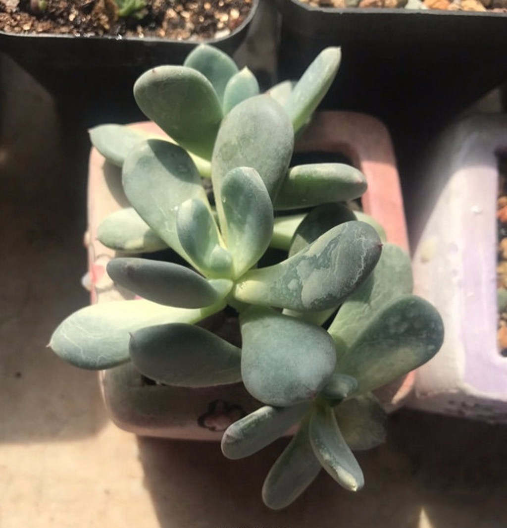 多肉煤烟病可以用吡唑醚菌酯治吗,咪鲜胺对多肉煤烟病有用吗