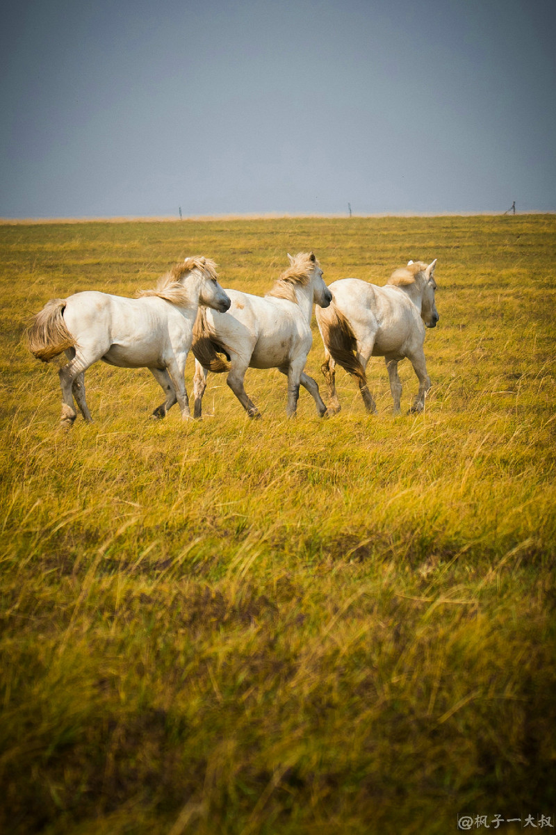 草原金秋美景图片,蓝天白云大草原的美图