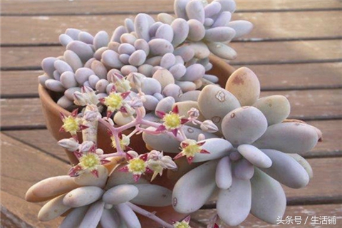 景天科1000种多肉植物图鉴,常见的景天科多肉植物的名称