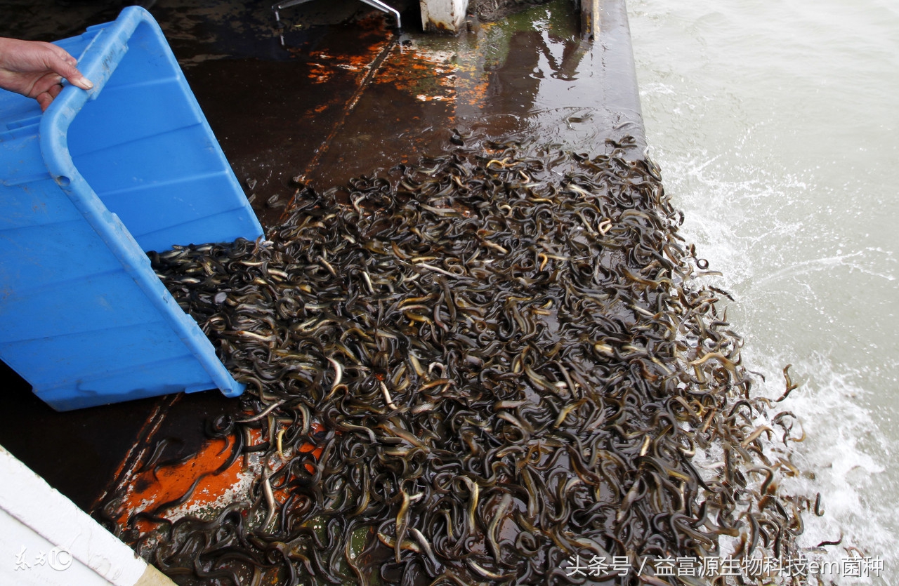 水产养殖泥鳅师傅,水产养殖网箱泥鳅