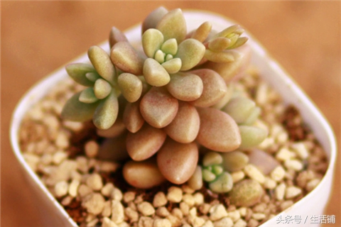 景天科1000种多肉植物图鉴,常见的景天科多肉植物的名称