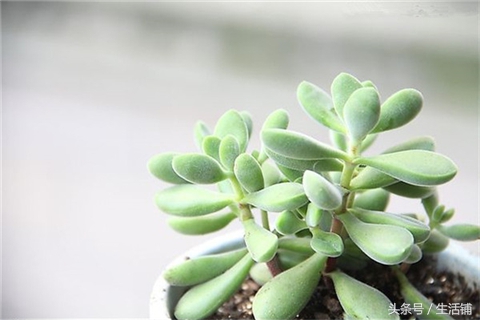 景天科1000种多肉植物图鉴,常见的景天科多肉植物的名称