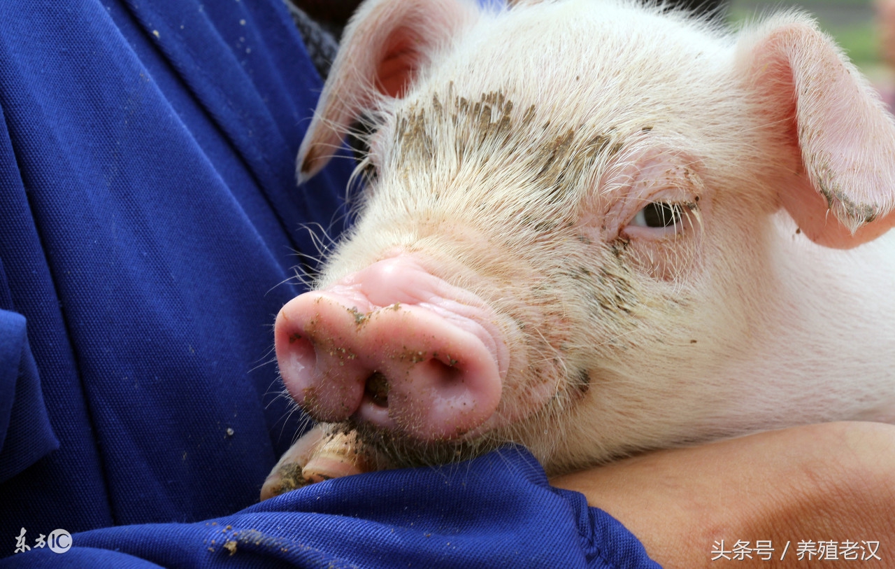 养小香猪尿尿问题怎么解决,硫酸镁注射液可以治疗便秘吗