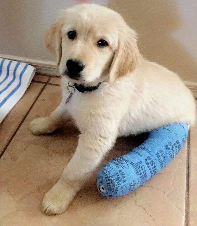 打着石膏的狗,打着石膏的猫