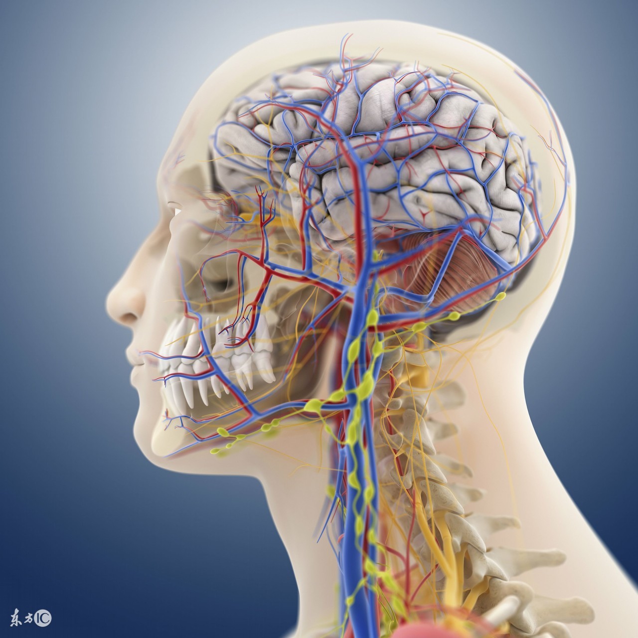 脑萎缩要怎么预防,预防脑萎缩可以适量食用哪些食物