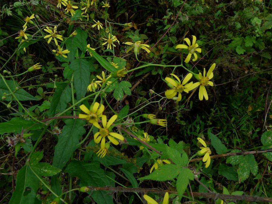 识得千里光一年四季不长疮,识得