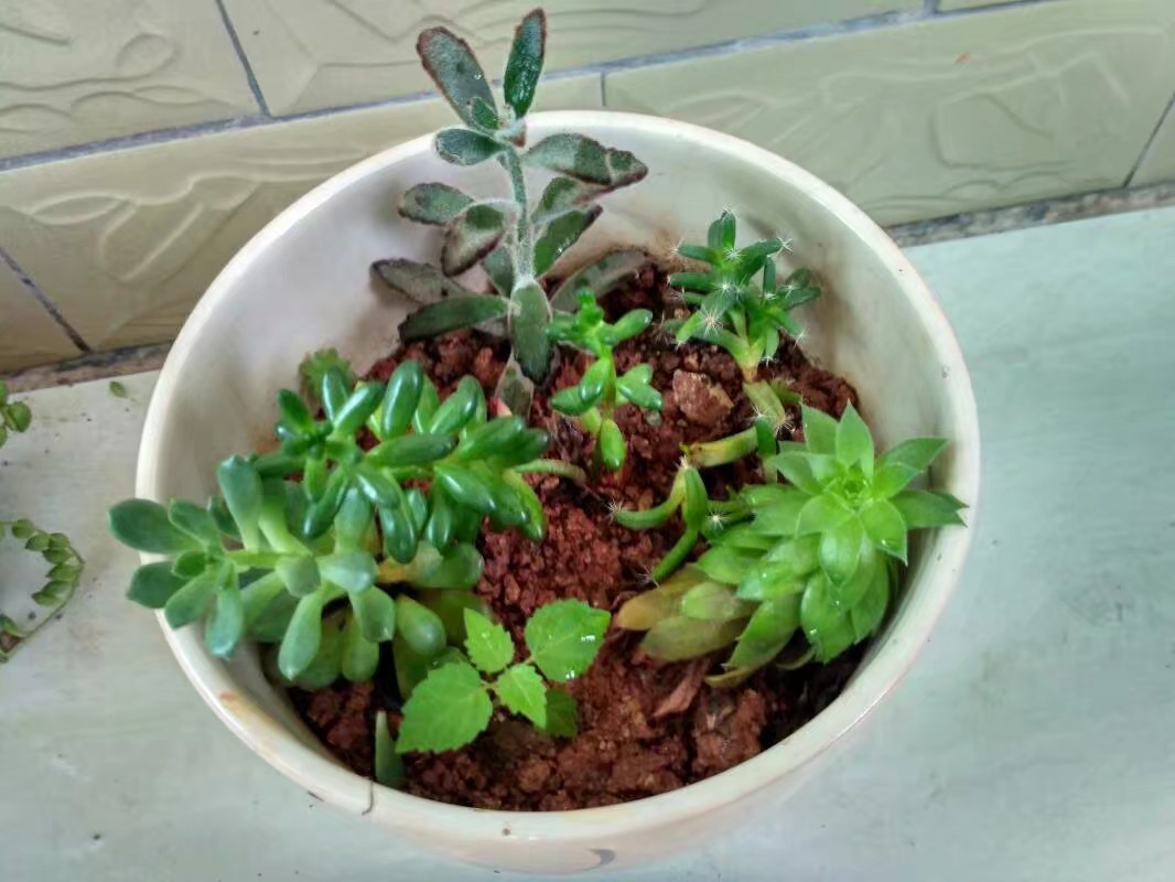 夏天也可以放心入手的多肉,夏天容易出状态的多肉