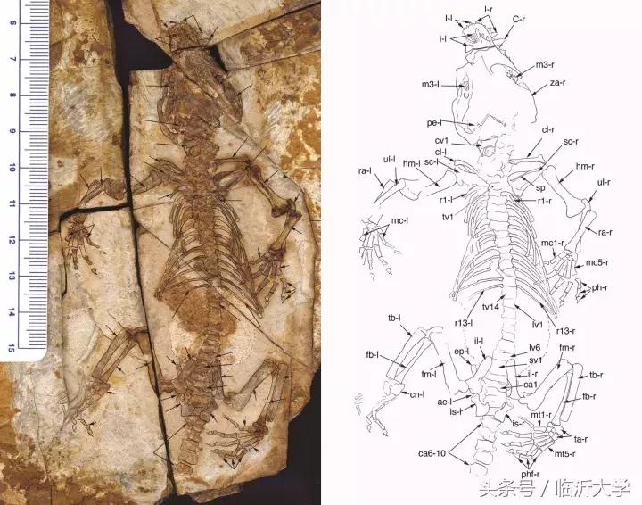 恐龙来了！上万元门票同时砸中幸运的你！