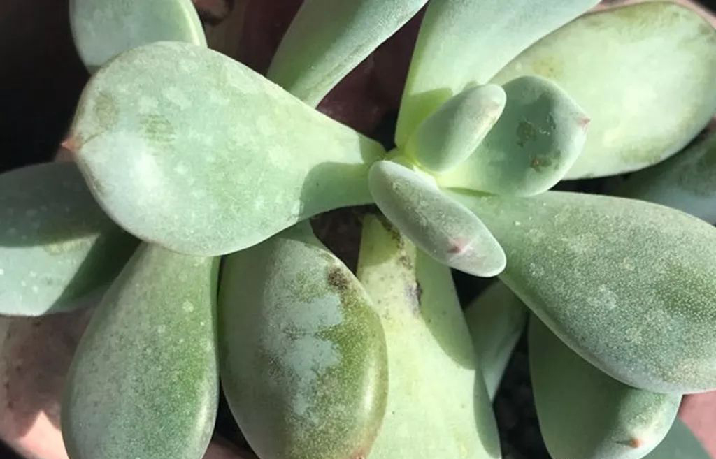 多肉煤烟病可以用吡唑醚菌酯治吗,咪鲜胺对多肉煤烟病有用吗