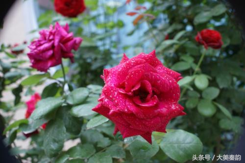 全国各地市花大全,各地市花是什么花