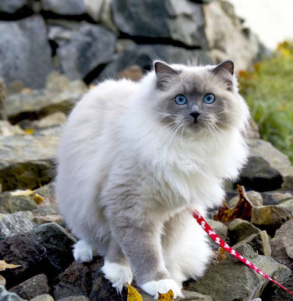 吸猫大赛第一名,吸猫大赛白喵