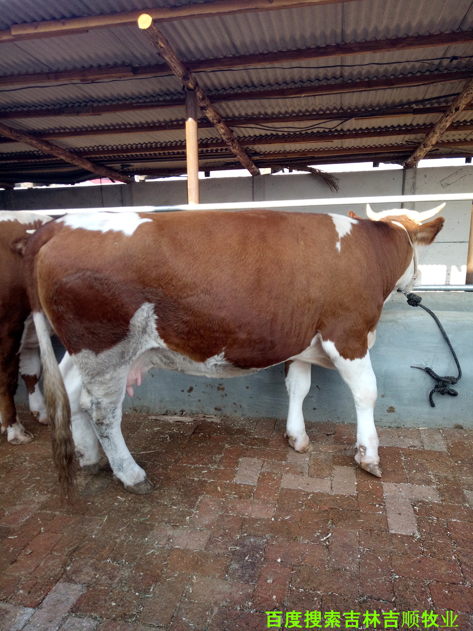 肉牛养殖过程中的疫病防控,肉牛常见病特征与防控知识集